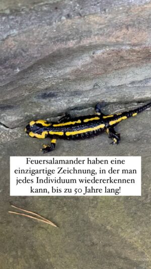 Peter Wohlleben Instagram - Legt doch mal eine Feuersalamander – Datenbank an. Es lohnt sich, denn die Tiere werden bis zu 50 Jahre alt. Anhand alter Fotos könnt ihr so nachschauen, ob ihr das Tier nicht schon einmal gesehen habt, und wie alt es möglicherweise ist. #wald #natur #tiere #waldtiere #wohllebenswaldakademie #peterwohlleben #salamander #wildlife #waldliebe
