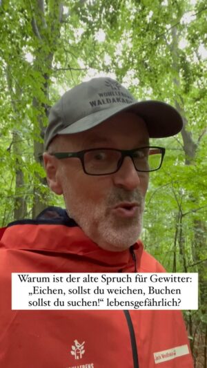 Peter Wohlleben Instagram - Der alte Gewitterspruch: „Eichen sollst du weichen, Buchen sollst du suchen!“ ist lebensgefährlich! Der Blitz schlägt in alle Bäume gleichermaßen ein. Warum, das erkläre ich in diesem Video.
