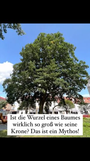 Peter Wohlleben Instagram - Oft heißt es, die Baumwurzel sei so groß wie die Krone. Hier zeige ich, warum das in vielen Fällen nicht stimmt. #wald #baum #bäume #natur #wurzel #mythen #wohllebenswaldakademie #peterwohlleben #forst #waldliebe #waldführer