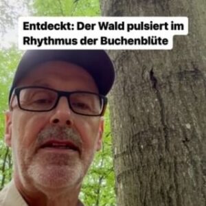 Peter Wohlleben Instagram - Forschende haben herausgefunden, dass Buchenwälder im Rhythmus der Blüte pulsieren. #wald #waldliebe #wohllebenswaldakademie #wohllebenswelt #naturelover #naturlove #baum #bäume #buchen