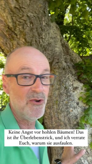 Peter Wohlleben Instagram - Alte Bäume faulen von innen, um die Nährstoffe zu recyceln. Dazu kompostieren sie sich selber und können die Nährstoffe mit neu gebildeten Wurzeln noch einmal aufnehmen und verwerten. Dadurch können sie viele 100 Jahre älter werden.
