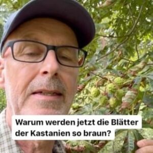 Peter Wohlleben Instagram - Jetzt schlägt wieder die Kastanienminiermotte zu!