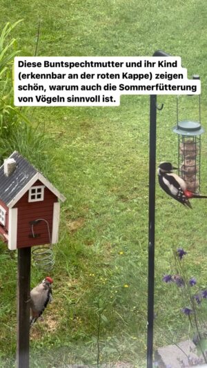 Peter Wohlleben Instagram - Vogelfütterung ist auch im Sommer sinnvoll, wie diese Spechtmutter mit ihrem Nachwuchs zeigt. #vogel #vogelfütterung #garten #naturliebe #waldliebe #wohllebenswaldakademie #wohllebenswelt #tierliebe