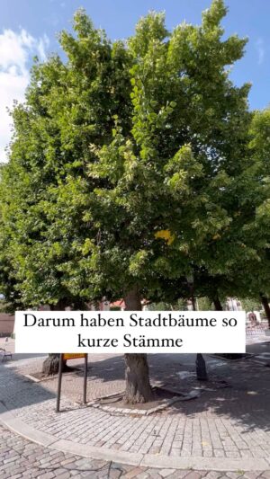 Peter Wohlleben Instagram - Darum haben Stadtbäume so kurze Stämme. #bäume #wald #natur #stadt #stadtbäume #baum #garten #wohllebenswaldakademie #peterwohlleben #umwelt