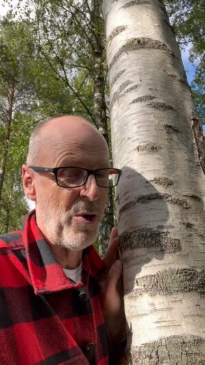 Peter Wohlleben Instagram - Die Birke ist die Wespe des Waldes #wald #natur #bäume #baum #waldliebe #naturelovers #birken #funfacts #wohllebenswaldakademie #wohllebenswelt #peterwohlleben