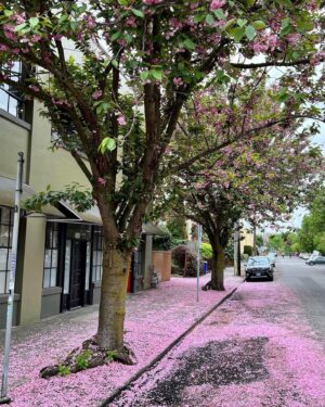 Peter Wohlleben Instagram - Die Fortpflanzung ist erledigt, Insekten brauchen nicht mehr auf einen Nektardrink eingeladen zu werden, deshalb können die Wirtshausschilder abgeworfen werden. #tree #baum #natur #treemagic #cherryblossom #wohllebenswaldakademie