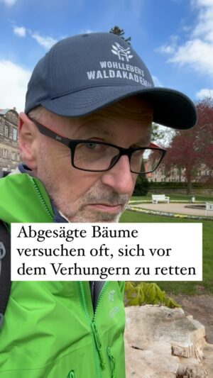 Peter Wohlleben Instagram - Abgesägte Bäume versuchen oft, sich vor dem Verhungern zu retten. Der wichtigste Teil des Baums sind seine Wurzeln, quasi das Baumhirn. Es treibt bei vielen Arten neue Stämmchen aus, um wieder Zucker zu produzieren. #baum #bäume #tree #wald #park #kastanien #waldliebe #natur #naturliebe #wohllebenswaldakademie #wohllebenswelt #wunder