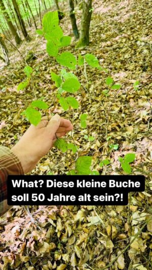Peter Wohlleben Instagram - Diese kleine Buche soll schon 50 Jahre alt sein? Wie man das gut abschätzen kann, und dass das stimmt, das zeige ich euch in diesem Reel. #wald #waldkindergartenkind #waldpädagogin #wohllebenswaldakademie #wohllebenswelt #tree #naturliebe #waldliebe #bäume #baum #buche #wunder #unglaublich #gartenliebe