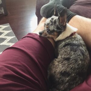 Peyton Clark Instagram - smol bean looking like a small bean
#nationaldogday