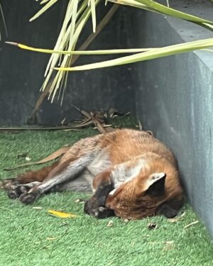 Phil Dunster Instagram - That fox is sleeping it’s not dead.