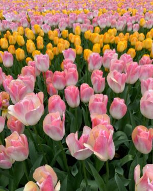 Phunthida Phairuangkij Instagram - คุณพี่อยู่จังหวัดอะไรคะ !?! 🌷🌷🌷