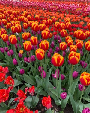 Phunthida Phairuangkij Instagram - คุณพี่อยู่จังหวัดอะไรคะ !?! 🌷🌷🌷