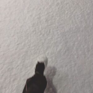 Phương Chị Instagram - 雪合戦したい人
.
雪だるま作りたい人
.
走って雪にバフってしたい人
.
良い歳の大人になっても雪が大好きでテンション上がる人
.
手挙げて✋笑