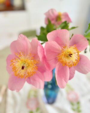 Pia Johansson Instagram - Utblommad, fräck o söt, lite som jag…🌸