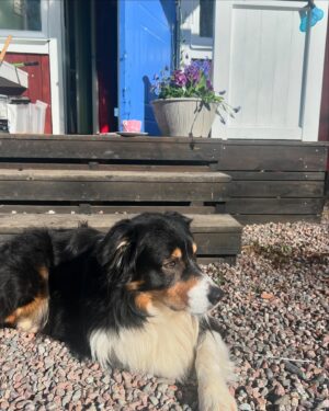Pia Johansson Instagram - Tack @orbyhusslottstradgard för att våren Äääääntligen kom in till mitt hus! Alltid fina blommor o trevligt bemötande! Nu kan vi dricka kaffe på trappan! Ett vårtecken! Glad sista april ALLA vårsugna!