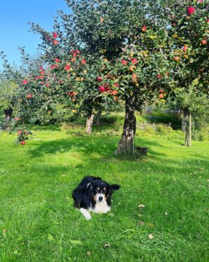 Pia Johansson Instagram - Snart dags för äppelpaj 🍎