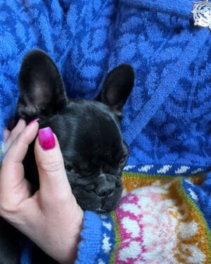 Pia Johansson Instagram - Ziiiiigriiid🐾💖
