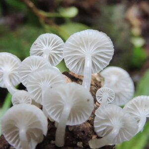 Pilar Holland Instagram - Have you seen @fantasticfungi? Do yourself a favor. Watch it!
.
It’s a visually beautiful film that dives into the magic of the very ground we stand on. Did you know trees can share nutrients with each other through their root systems and mushrooms are the soul of our soil? So much is going on right beneath our feet. Watch and see for yourself. Absolutely breathtaking and so so powerful. If you don’t believe me.... @latimes said “Mushrooms are the new superheroes!” 🍄✨✨