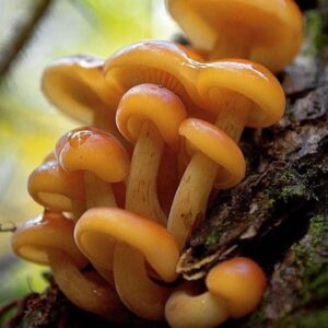 Pilar Holland Instagram - Have you seen @fantasticfungi? Do yourself a favor. Watch it!
.
It’s a visually beautiful film that dives into the magic of the very ground we stand on. Did you know trees can share nutrients with each other through their root systems and mushrooms are the soul of our soil? So much is going on right beneath our feet. Watch and see for yourself. Absolutely breathtaking and so so powerful. If you don’t believe me.... @latimes said “Mushrooms are the new superheroes!” 🍄✨✨
