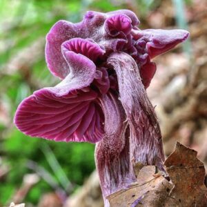 Pilar Holland Instagram - Have you seen @fantasticfungi? Do yourself a favor. Watch it!
.
It’s a visually beautiful film that dives into the magic of the very ground we stand on. Did you know trees can share nutrients with each other through their root systems and mushrooms are the soul of our soil? So much is going on right beneath our feet. Watch and see for yourself. Absolutely breathtaking and so so powerful. If you don’t believe me.... @latimes said “Mushrooms are the new superheroes!” 🍄✨✨