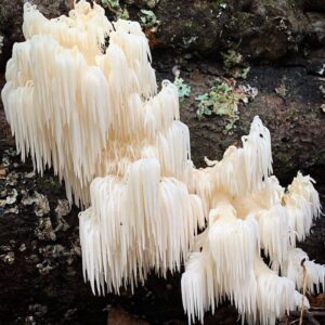 Pilar Holland Instagram - Have you seen @fantasticfungi? Do yourself a favor. Watch it!
.
It’s a visually beautiful film that dives into the magic of the very ground we stand on. Did you know trees can share nutrients with each other through their root systems and mushrooms are the soul of our soil? So much is going on right beneath our feet. Watch and see for yourself. Absolutely breathtaking and so so powerful. If you don’t believe me.... @latimes said “Mushrooms are the new superheroes!” 🍄✨✨