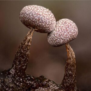 Pilar Holland Instagram - Have you seen @fantasticfungi? Do yourself a favor. Watch it!
.
It’s a visually beautiful film that dives into the magic of the very ground we stand on. Did you know trees can share nutrients with each other through their root systems and mushrooms are the soul of our soil? So much is going on right beneath our feet. Watch and see for yourself. Absolutely breathtaking and so so powerful. If you don’t believe me.... @latimes said “Mushrooms are the new superheroes!” 🍄✨✨