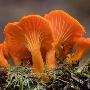 Pilar Holland Instagram - Have you seen @fantasticfungi? Do yourself a favor. Watch it!
.
It’s a visually beautiful film that dives into the magic of the very ground we stand on. Did you know trees can share nutrients with each other through their root systems and mushrooms are the soul of our soil? So much is going on right beneath our feet. Watch and see for yourself. Absolutely breathtaking and so so powerful. If you don’t believe me.... @latimes said “Mushrooms are the new superheroes!” 🍄✨✨