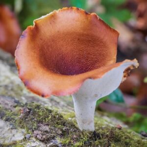 Pilar Holland Instagram - Have you seen @fantasticfungi? Do yourself a favor. Watch it!
.
It’s a visually beautiful film that dives into the magic of the very ground we stand on. Did you know trees can share nutrients with each other through their root systems and mushrooms are the soul of our soil? So much is going on right beneath our feet. Watch and see for yourself. Absolutely breathtaking and so so powerful. If you don’t believe me.... @latimes said “Mushrooms are the new superheroes!” 🍄✨✨