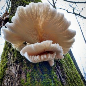 Pilar Holland Instagram - Have you seen @fantasticfungi? Do yourself a favor. Watch it!
.
It’s a visually beautiful film that dives into the magic of the very ground we stand on. Did you know trees can share nutrients with each other through their root systems and mushrooms are the soul of our soil? So much is going on right beneath our feet. Watch and see for yourself. Absolutely breathtaking and so so powerful. If you don’t believe me.... @latimes said “Mushrooms are the new superheroes!” 🍄✨✨
