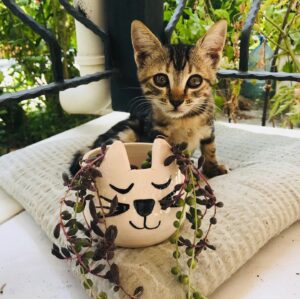 Pınar Gülkapan Instagram - 👩🏻‍🌾 Bütün olay şöyle gerçekleşti. Tesbih Çiçeği’ni çok severim. Sevgili @bitkilievim Irmak’ta görünce çok mutlu oldum. O güzel kalpli @ceramicobyzelis bunu görmüş. Önce çok zarif ve enerji dolu bir mesaj attı. Ardından nazikçe sarıldık hayal dünyamızda birbirimize. 👭 sonra kargo geldi ve içinden bu gördüğünüz saksı ve bir sürü bitki hediyesi çıktı. 💝 birbirimizi hiç görmedik,hiç konuşmadık. Ruhlarımız birbirini tanıyor eminim. 🧚🏻‍♀️🧞‍♀️ ayrıca üreten,kendini ve işini seven,çalışan,gücünü elinde tutan kadınların hayranıyım. 🏆 @ceramicobyzelis da onlardan biri. Keza @bitkilievim Irmak da öyle ve birbirimizi bulmamızı sağlayan bir köprü. 👩‍👩‍👧‍👧bizler çok güzeliz! Ayrı ayrı ve hep birlikte. Çok teşekkür ediyorum Zeliş! İyilik fışkıran kalbinden ve güzellik saçan ellerinden öpüyorum. 
Not: Fotoğrafta gördüğünüz kedicik annemin sahip çıkıp,ölümden döndürdüğü anne ve 7 yavrusundan biri. Saksım da çok uygun oldu bu hikayeye. Son bir mesaj iletmeden geçmeyelim o halde. #hayvanlarıkoru #doğayıkoru tüm canlılar çok güzel ve kıymetli. 
Haaa tabii bir de üreten kadınlarımız var. Muhteşem gülüşlerinden tanıyabilirsiniz. Bir de #istanbulsözleşmesiyaşatır bilin istedim. 

Sevgiler 🍀🌸🌱🦊