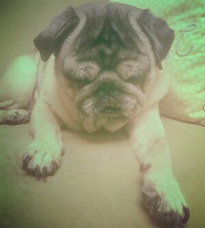 Pınar Töre Instagram - Baby Yoda #babyyoda 🍒🐛💚 Vişne gözlerine tırtıllar konmuş kaş olmuş. #pug #jedi