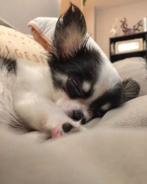 Pınar Töre Instagram - Çocuk uykusu #mrsandmanbringmeadream #chihuahua #koza