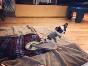 Pınar Töre Instagram - Bu adamın adı Koza. Fu'nun vefatından sonra Appa çok derin bir depresyona girdi. Fu'nun olmadığı bir dönem bilmiyordu. Köpekler bizim gibi değil, her şey sonsuza dek diye düşünüyorlar. Anda kalmanın bir yan etkisi... Başka köpeklerden de korkar Appa'm. Biz de ona çok küçük bir köpek aldık. Ve Appa'ya yeniden, yavaş yavaş bir ışık geldi. Koza Appa'nın köpeği... onun himayesinde... Koza henüz 700 gram ve gördüğünüz gibi benim 35 numara terliğimin yanında bir cüce. Giydiği şey de benim çorabım. Büyümek, güçlenmek ve güzel bir hayat için güzel enerjilere ihtiyacı var (hala bıngıldağı var mesela) Fu'nun yeri dolmaz... Evet, hayatta bazıları emsalsizdir. Ama Koza Appa'ya iyi geldi. Biz de ona iyi geliriz umarım. #koza #birpaketkıyma #appanınköpeği