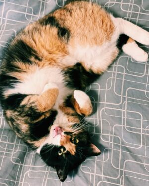 Pokáč Instagram - Kočka má na youtube neskutečnejch 20 milionů 🐈🤯🍉 Jí je to prej jedno, ale já vám děkuju 👍 Poslouchá dneska ještě někdo? V playlistu na jarní tour samozřejmě nebude chybět, tak se stavte! 🤟🎶