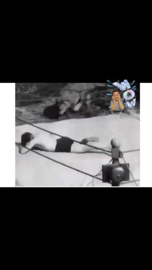 Prince Thompson Iyamu Instagram - 😂 Who dares to wrestle a Lion? (PIDGIN) “ My people, wey all those boys wey like to dey beat their chest I get mind I get mind nothing dey happen,” well, something dey happen for here ooh, I get something for una, Oga Lion 🦁 dey here too dey beat chest dey wait for una to come test power to know who get mind pass 😆😆😆

That being said, the Lion 🦁 is young and playing the fighting game, it probably grew up with the dude who must be the owner. Trust me, if that King 👑 of the Jungle was a grown male, the story would have been different by now, because there is a saying that I always tell deaf ear 👂 people who claim to be stubborn, and it goes like this, “When you are dancing with the crocodile 🐊 don’t wait for the music 🎶 to stop.”

This Page does not support violence 👊🏽 🔫 stay blessed and stay