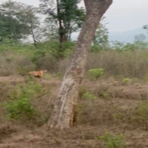 Pruthvi Ambaar Instagram - When the majestic Moorukere Female of Bandipur gave it's royal entry , thrilled to witness this 
#bandipurnationalpark #safari #tiger #moorkerefemale