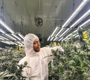 RYKEY DADDY DIRTY Instagram - sacred grass
#RYKEYDADDYDIRTY
#Cannabis
#Flowers
