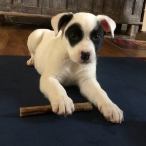 Rachel Alig Instagram - Exactly one year ago today I adopted this giant ball of love from @vanderpumpdogs , a great rescue facility.  He weighed 12 pounds at the time. I named him Bandit for obvious reasons. He has many nicknames:

Bouche
Bouche Bear
Bandy
BB
Buhbuh 
Buddy
El Bandito
Dude
Dew
Piggy Wiggy
Baby
Babycakes 
Love Bug
Dooter
Dooter Scooter Chooter Booter

He responds to any and all of the above.