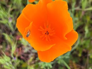 Rachel Melvin Instagram - We’re all ready for cold, rainy weather to stop but when this is the result? It makes it hard to complain in the presence of such beauty.
.
.
.
.
#california #socal #nature #spring #springtime #springtimevibes #travel #roadtrip #mothernature #mountainsflowers #poppy @thekevinbarrett