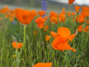 Rachel Melvin Instagram - We’re all ready for cold, rainy weather to stop but when this is the result? It makes it hard to complain in the presence of such beauty.
.
.
.
.
#california #socal #nature #spring #springtime #springtimevibes #travel #roadtrip #mothernature #mountainsflowers #poppy @thekevinbarrett