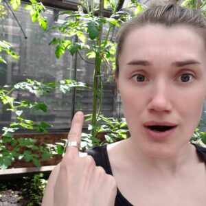 Rachel Osborne Instagram - Yes I know... they are supposed to grow... but holy cow do they EVER! *swipe for transition* 
#plants #garden #tomatoes #efficientgreenhouse #wow #growth #grow #green #stunned #nature #tallboys #vinage #leafy #stems #dirt #earth