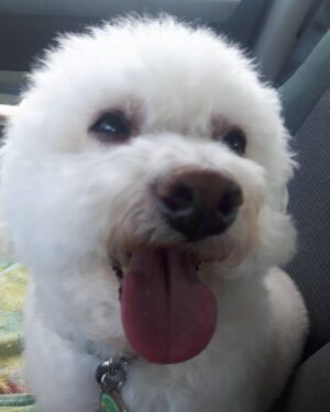 Rachel Osborne Instagram - Remember Bob Barkis? :) The tiny little malnourished and filthy poodle mix rescue we took in a few years ago and brought back to health. He's still smiling and doing great! #poodle #poodlemix #rescue #bobbyb #dog #dogs #smilingdogs #fluffyfur #bobbarkis #bark #animals #animallove #doglove #bowwow #ruff