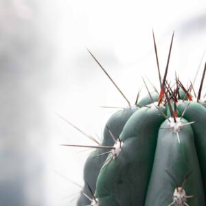 Rachel Osborne Instagram - Mood. #spiky #sharp #pointy #needle #cactus #ouch #photography #photo #green #canonrebel #canon #camera #closeup #plants #growth #mood #feelingspikey #whatdoesthatmean #grateful