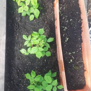 Rachel Osborne Instagram - Here comes the garden. Tomatoes and raspberries so far. The butter and eggs are almost in bloom outaide and the Virginia creepers are a creepin' ! #garden #greenhouse #naturalheat #tomatoes #raspberries #gardening #peaceful #indoor garden #outdoorgarden #naturallyheated #plants #flowers