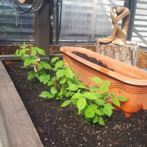 Rachel Osborne Instagram - Here comes the garden. Tomatoes and raspberries so far. The butter and eggs are almost in bloom outaide and the Virginia creepers are a creepin' ! #garden #greenhouse #naturalheat #tomatoes #raspberries #gardening #peaceful #indoor garden #outdoorgarden #naturallyheated #plants #flowers