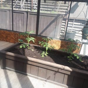Rachel Osborne Instagram - Here comes the garden. Tomatoes and raspberries so far. The butter and eggs are almost in bloom outaide and the Virginia creepers are a creepin' ! #garden #greenhouse #naturalheat #tomatoes #raspberries #gardening #peaceful #indoor garden #outdoorgarden #naturallyheated #plants #flowers