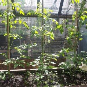 Rachel Osborne Instagram - Yes I know... they are supposed to grow... but holy cow do they EVER! *swipe for transition* 
#plants #garden #tomatoes #efficientgreenhouse #wow #growth #grow #green #stunned #nature #tallboys #vinage #leafy #stems #dirt #earth
