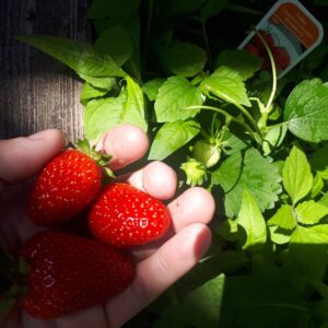 Rachel Osborne Instagram - These strawberries taste like strawberries! ;) 🍓🍓🍓#homegrown #garden #strawberries #life #earth #plants #grow #sweet #garden #love #happoness