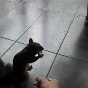 Rachel Osborne Instagram - I need to get out more...
#newfriends #makingfriendswithsquirrels #squirrelpower #scatterhoard