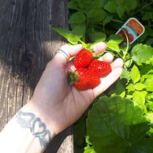 Rachel Osborne Instagram - These strawberries taste like strawberries! ;) 🍓🍓🍓#homegrown #garden #strawberries #life #earth #plants #grow #sweet #garden #love #happoness